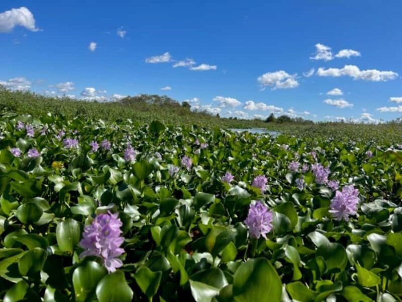 Florida: 90 Minute Everglades Cruise - An In-Depth Look at the 90-minute Everglades Cruise