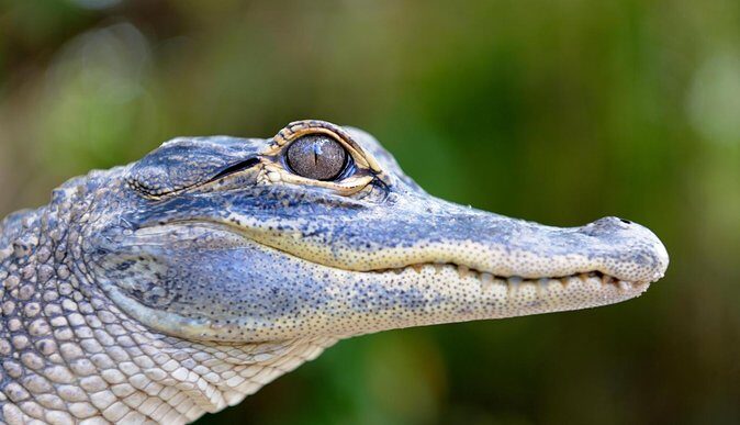 Florida Everglades Airboat Tour and Wild Florida Admission with Optional Lunch - Final Thoughts