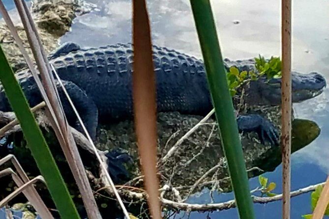 Florida Keys Nature & History Tour from Key West - Final Thoughts: Who Should Book This Tour?