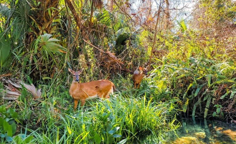 Florida: Rock Springs Run Clear Kayak Adventure - Key Points