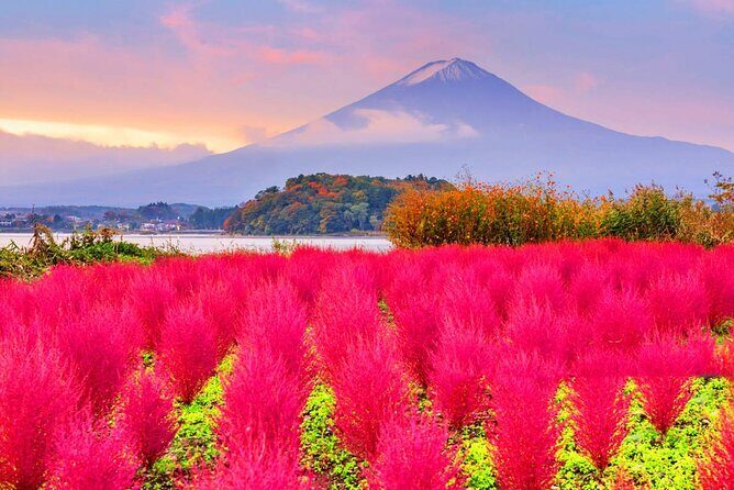 Flower Viewing at Kawaguchiko & Mt. Fuji Day Tour with Kusa Mochi - Overview of the Flower Viewing at Kawaguchiko & Mt. Fuji Day Tour with Kusa Mochi