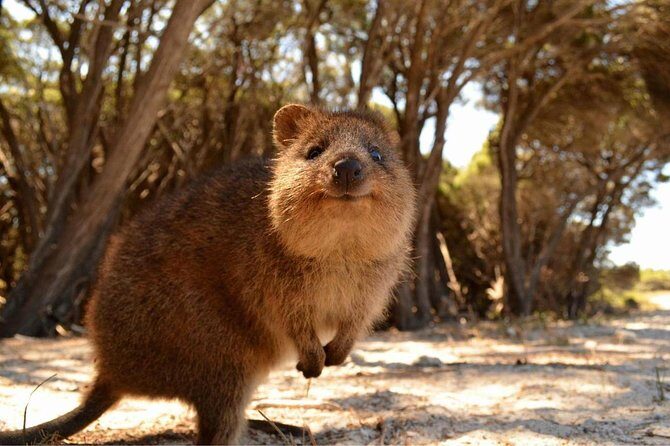Fly to Rottnest Island by Plane - Key Points