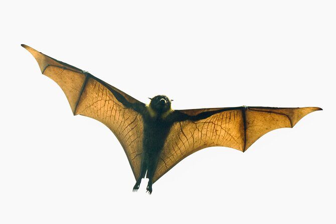 Flying Fox Experience, Thousands of Australia's Largest Bat - Experience the Flying Fox Colony Near Sydney