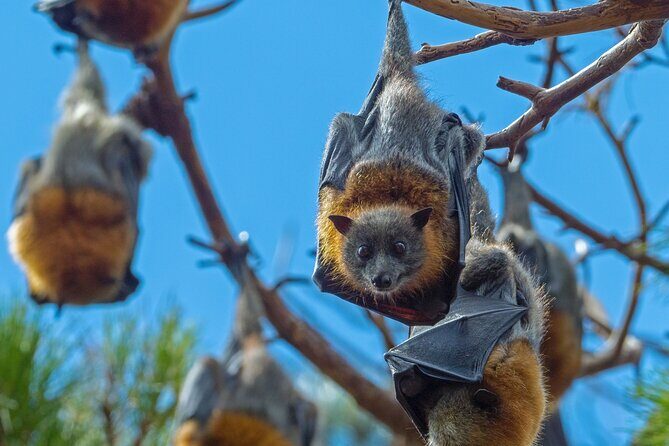 Flying Fox Experience, Thousands of Australia's Largest Bat - Who Will Love This Tour?