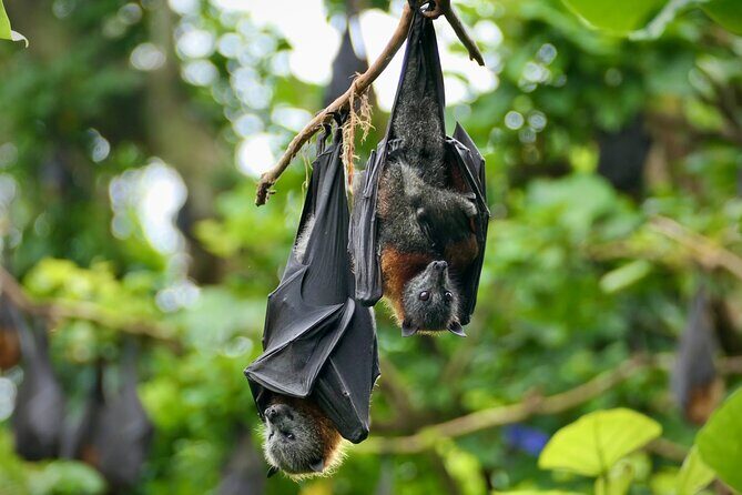 Flying Fox Experience, Thousands of Australia's Largest Bat - Final Thoughts