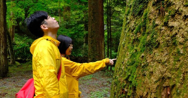 Fm Odawara: Forest bathing and onsen with healing power - Fm Odawara: Forest bathing and onsen with healing power