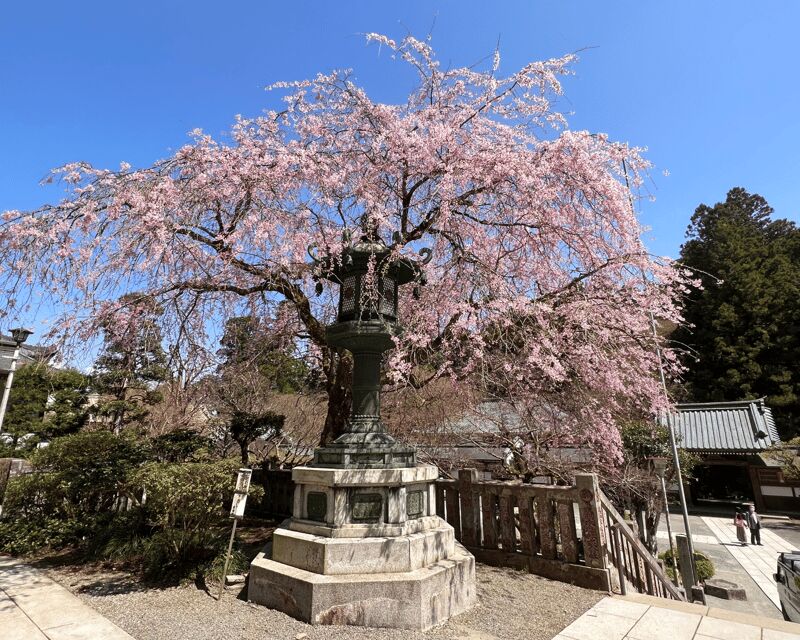 Fm Odawara: Forest bathing and onsen with healing power - Who Will Love This Tour?