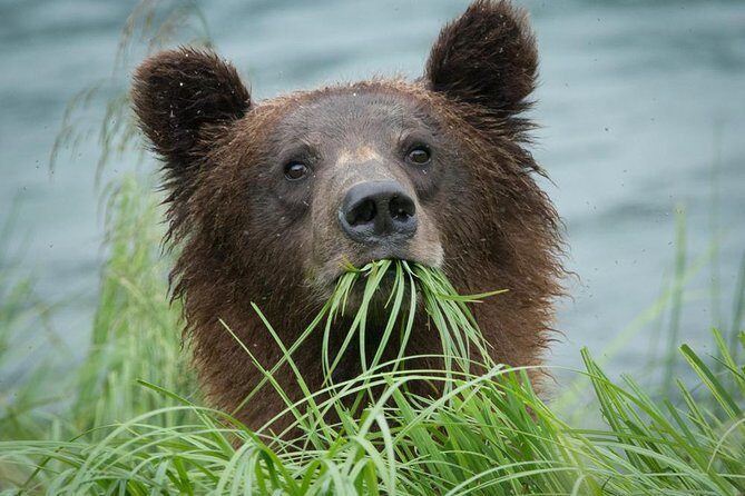 Focus on Haines Private Nature / Photography tour - An In-Depth Look at the Haines Private Nature / Photography Tour