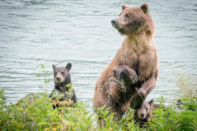 Focus on Haines Private Nature / Photography tour - FAQs