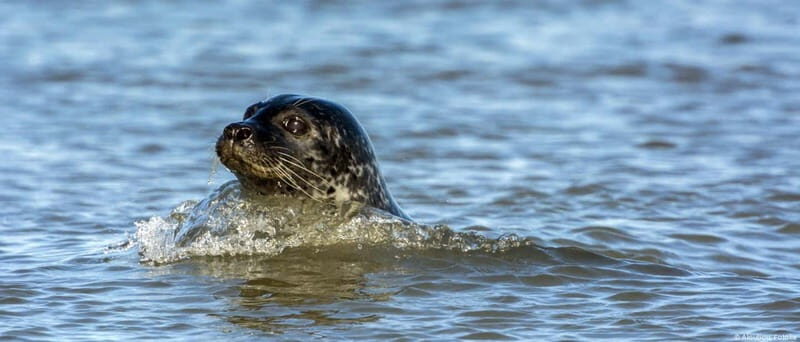 Föhr: Boat trip to the seals - Frequently Asked Questions