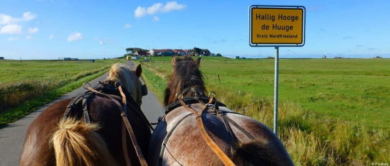 Föhr: Day trip by boat to Hallig Hooge - Exploring the North Sea on a Small Scale