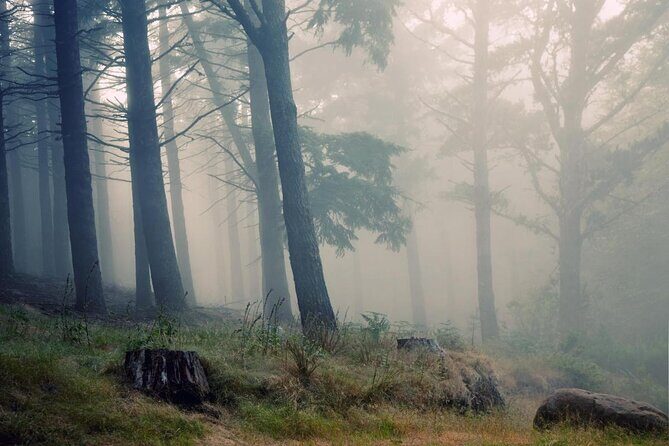 Folhadal Hidden Treasures Running Tour (Moderate) - An Active Day in Madeira’s UNESCO-Listed Laurisilva Forest: Folhadal Hidden Treasures Running Tour