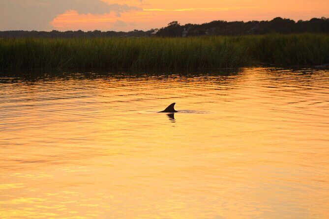 Folly Beach Dolphin Viewing Boat Excursion and Estuary Tour - An In-Depth Look at the Folly Beach Dolphin Excursion