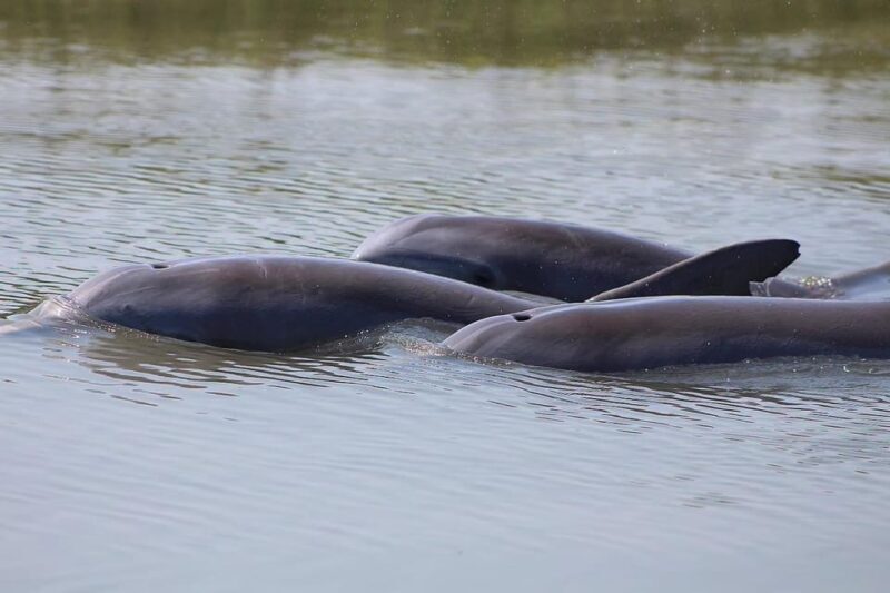 Folly Beach Dolphin Viewing Boat Excursion - FAQs