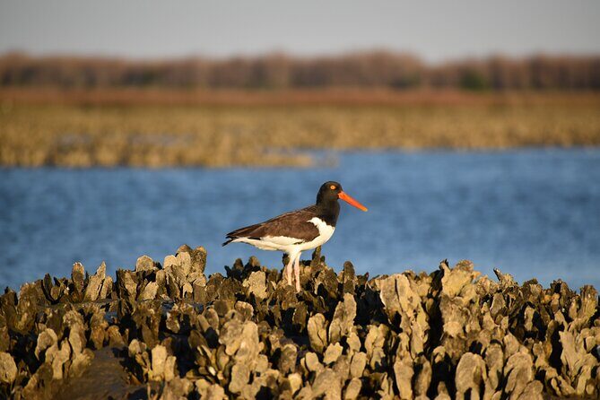 Folly Beach Eco Boat Excursion and Morris Island Drop Off - FAQ