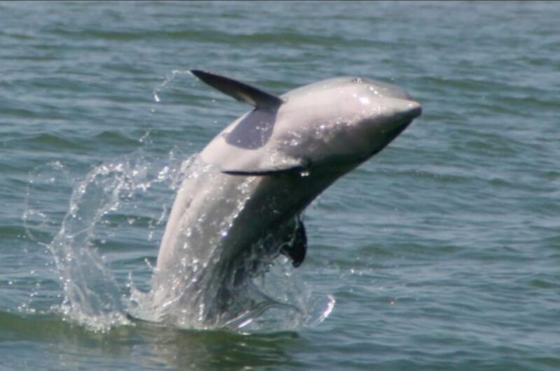 Folly Beach: Morning Dolphin Boat Trip to Morris Island - FAQs