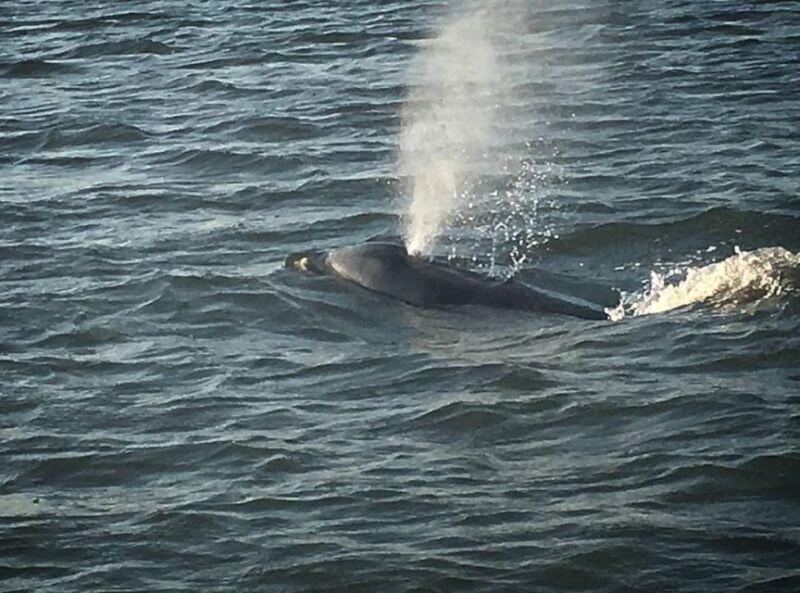 Folly Beach: Sunset Dolphin Boat Tour to Morris Island - An Authentic Coastal Experience