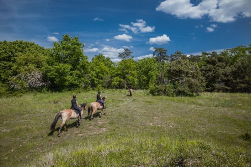Fontainebleau : Horse-riding, Gastronomy & Château - Final Thoughts on the Fontainebleau Horse-riding & Château Tour