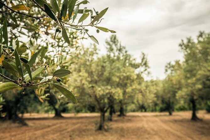 Food and wine tour of San Vito Chietino - Key Points