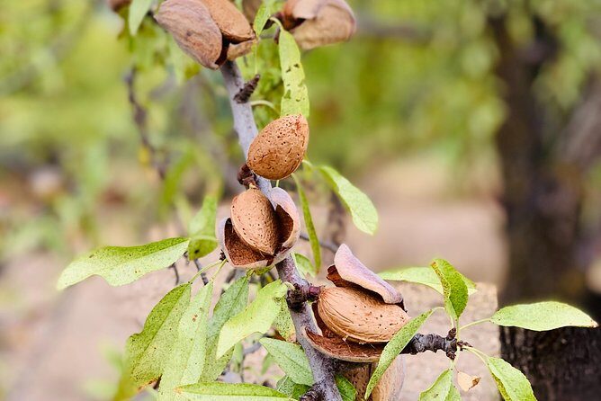 Food Experience at our Farm in Noto Hills - Authentic Sicilian Farm Experience Near Noto