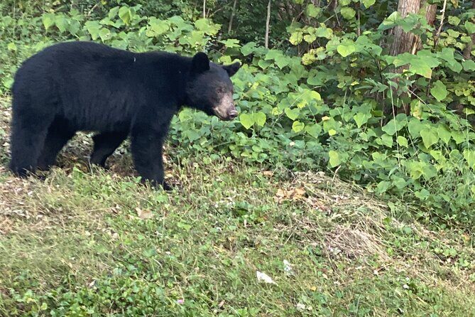 Foothills Parkway and Wears Valley Highlights - The Sum Up: Is This Tour Right for You?