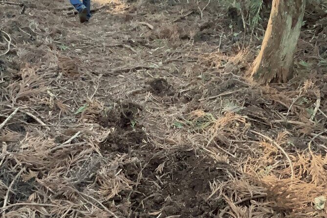 Forest Bathing in Temple and Enjoy onsen with healing power - Final Thoughts