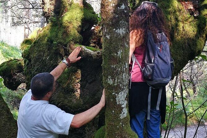 Forest Baths - Shinrin Yoku Therapeutic, in Celtic sacred forests - Discover the Forest Baths - Shinrin Yoku in Celtic Sacred Forests