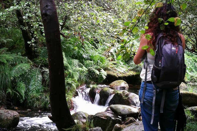 Forest Baths - Shinrin Yoku Therapeutic, in Celtic sacred forests - A Deep Dive into the Forest Baths Experience