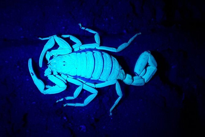 Forest Night Tour in Monteverde/Guide & Entrace fee. - Final Thoughts: Is the Forest Night Tour Worth It?