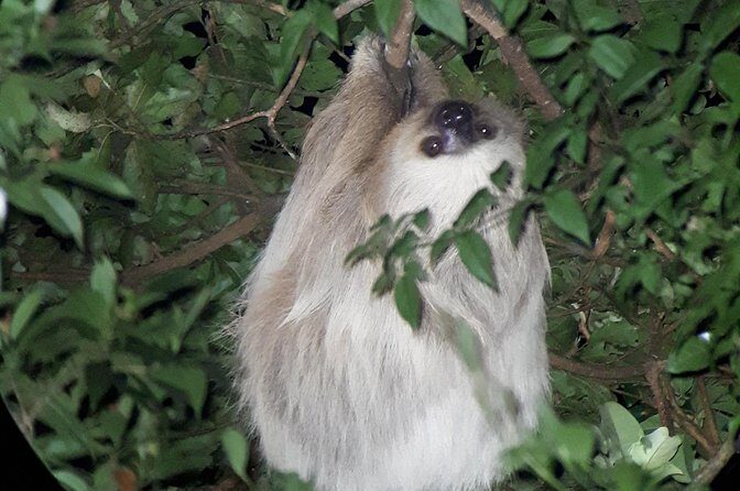 Forest Night Tour in Monteverde/Guide & Entrace fee. - FAQ