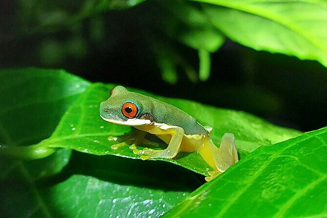 Forest Night Tour in Monteverde/Guide & Entrace fee. - Experience the Forest Night Tour in Monteverde