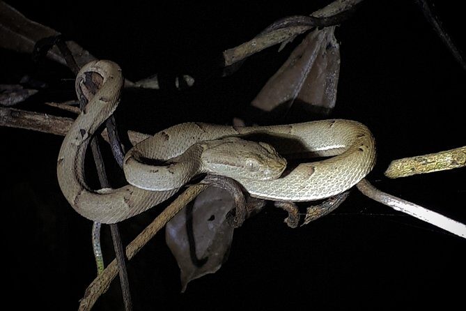 Forest Night Tour in Monteverde/Guide & Entrace fee. - Key Points