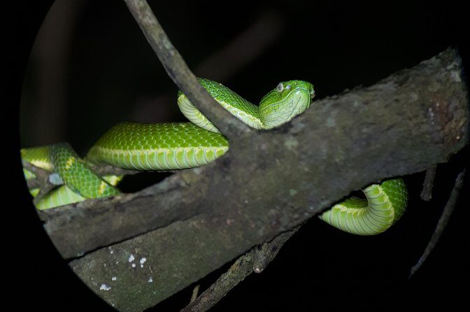 Forest Night Tour in Monteverde/Guide & Entrace fee. - FAQ