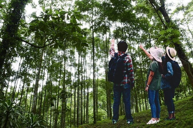 Forest Research Institute Malaysia (FRIM) Nature Trekking Tour - A Detailed Look at the FRIM Nature Trekking Tour