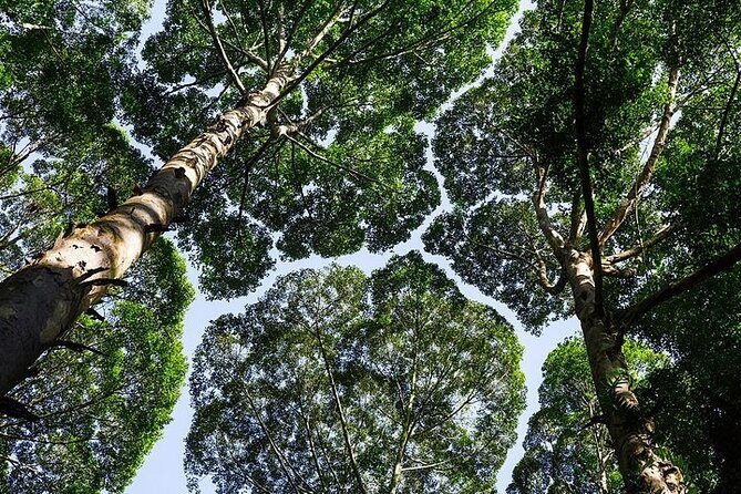 Forest Research Institute Malaysia FRIM Rainforest Private Tour - Who Is This Tour Best For?