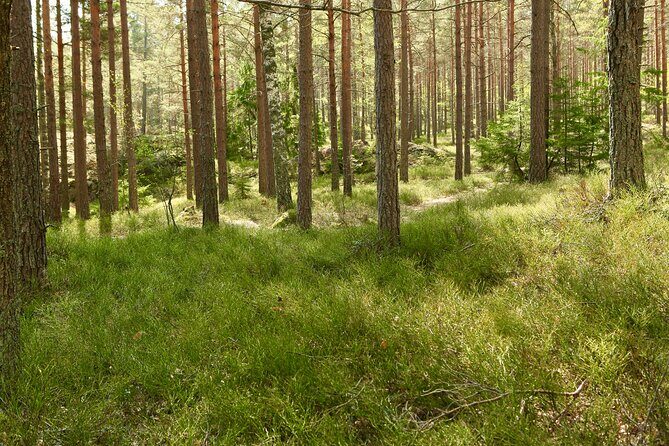 Forestbathing Slow Walking and Healing Spring Water, Stockholm - FAQ
