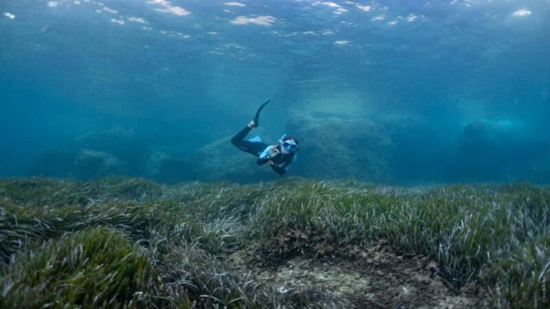 Formentera: 2-hour snorkel with marine biologist by boat - Key Points
