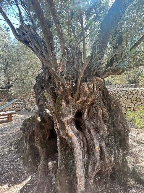 Fornalutx - hiking to the olive farm & oil tasting - Practical details: what’s included and how to prepare