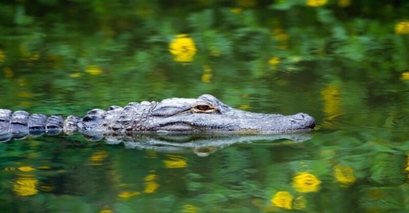 Fort Lauderdale: Everglades Express Tour with Airboat Ride - What to Expect from the Tour