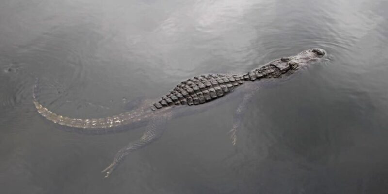 Fort Lauderdale: Everglades Express Tour with Airboat Ride - In-Depth Breakdown of the Experience
