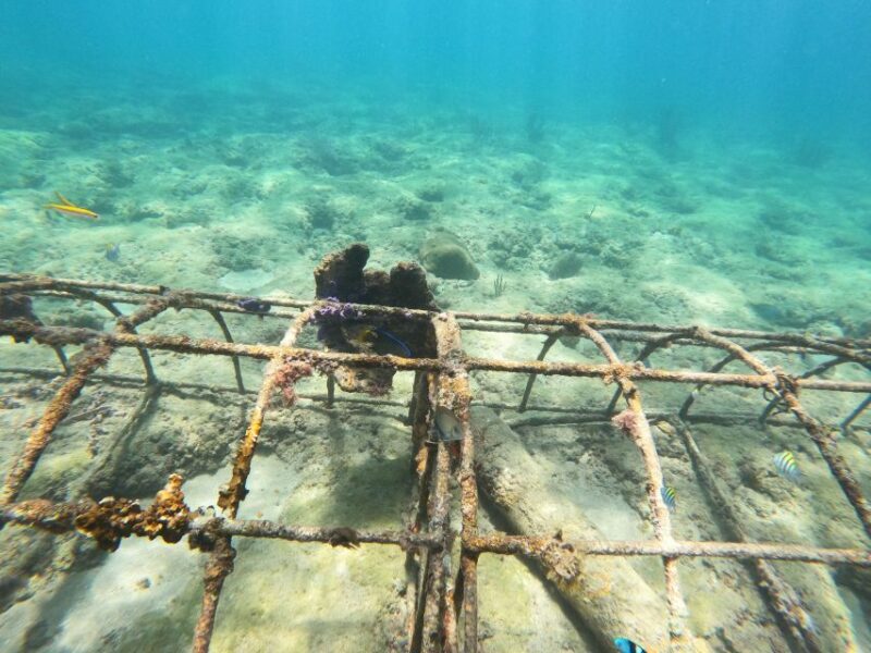 Fort Lauderdale: Guided Snorkeling Reef Tour and Lesson - Exploring Fort Lauderdales Reefs: An Authentic Underwater Adventure