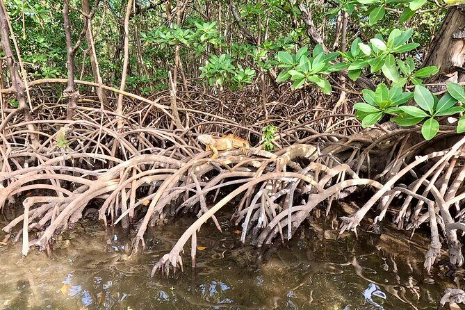 Fort Lauderdale: Kayak and Paddleboard Mangroves Eco Adventure - An In-Depth Look at the Eco Adventure