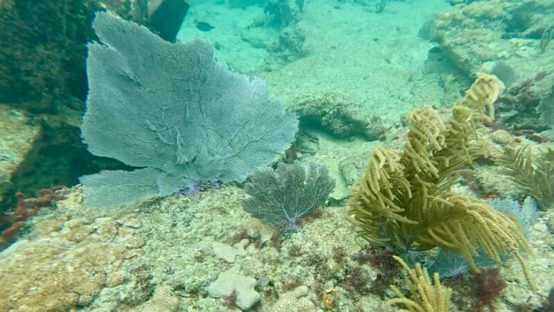 Fort Lauderdale: Ocean Reef Snorkel Tour w/ Snacks & Drinks - Key Points