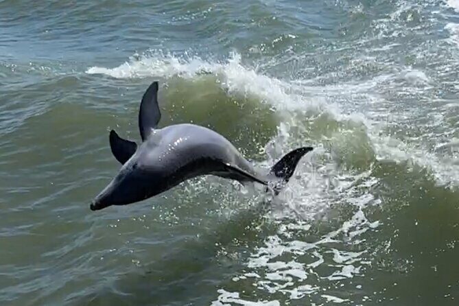 Fort Myers Beach Dolphin and Eco Tours - Detailed Review of the Experience