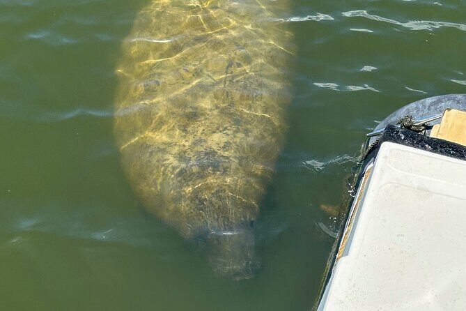 Fort Myers Beach Dolphin and Eco Tours - FAQs