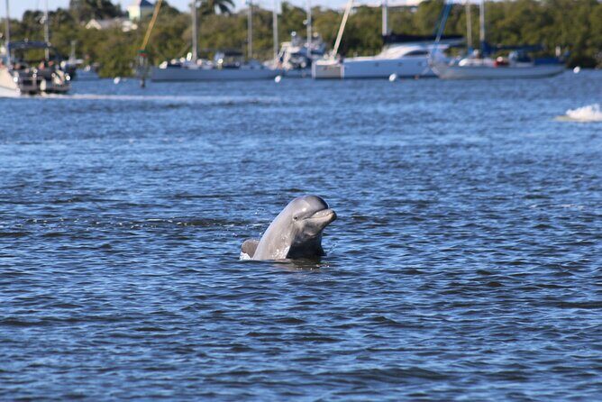 Fort Myers Beach Dolphin & Sightseeing Tour Refreshments Included - Fort Myers Beach Dolphin & Sightseeing Tour Refreshments Included: A Complete Review