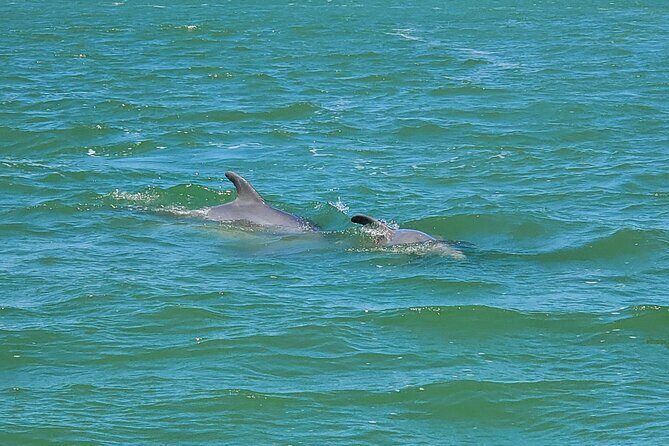 Fort Myers Beach Dolphin & Sightseeing Tour Refreshments Included - Key Points