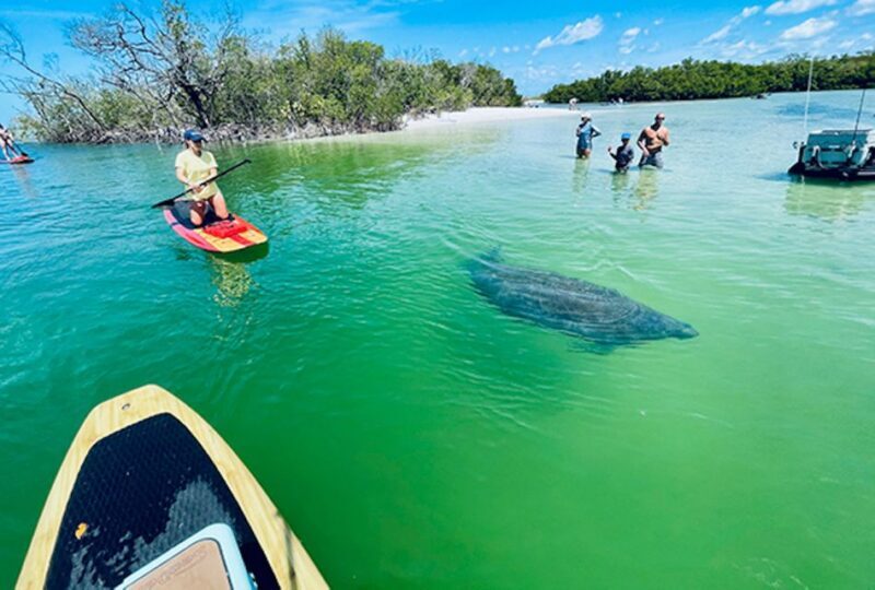 Fort Myers: Guided Standup Paddleboarding or Kayaking Tour - Who Will Love This Tour?