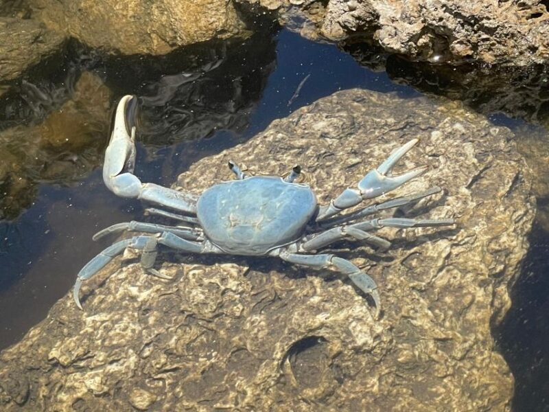 Fort Pierce: 2-Hour Prehistoric Preserve Kayak Tour - Value for the Cost