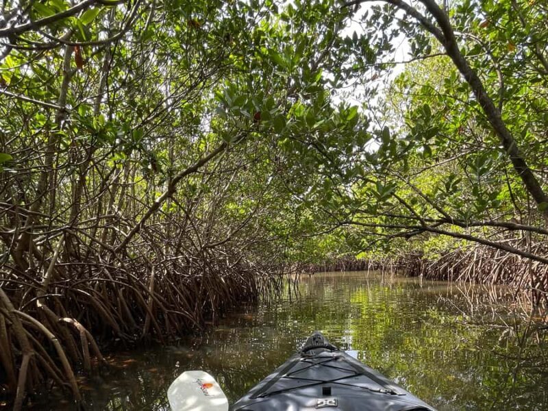 Fort Pierce: 2-Hour Prehistoric Preserve Kayak Tour - Who Should Consider This Tour?